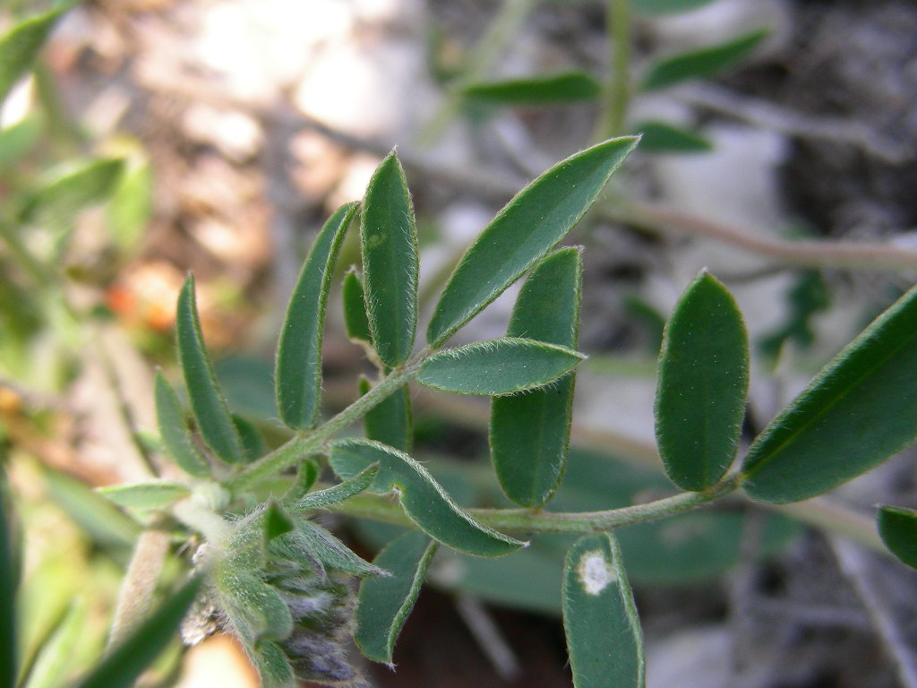 Anthyllis vulneraria subsp. rubriflora / Vulneraria a fiori rossi